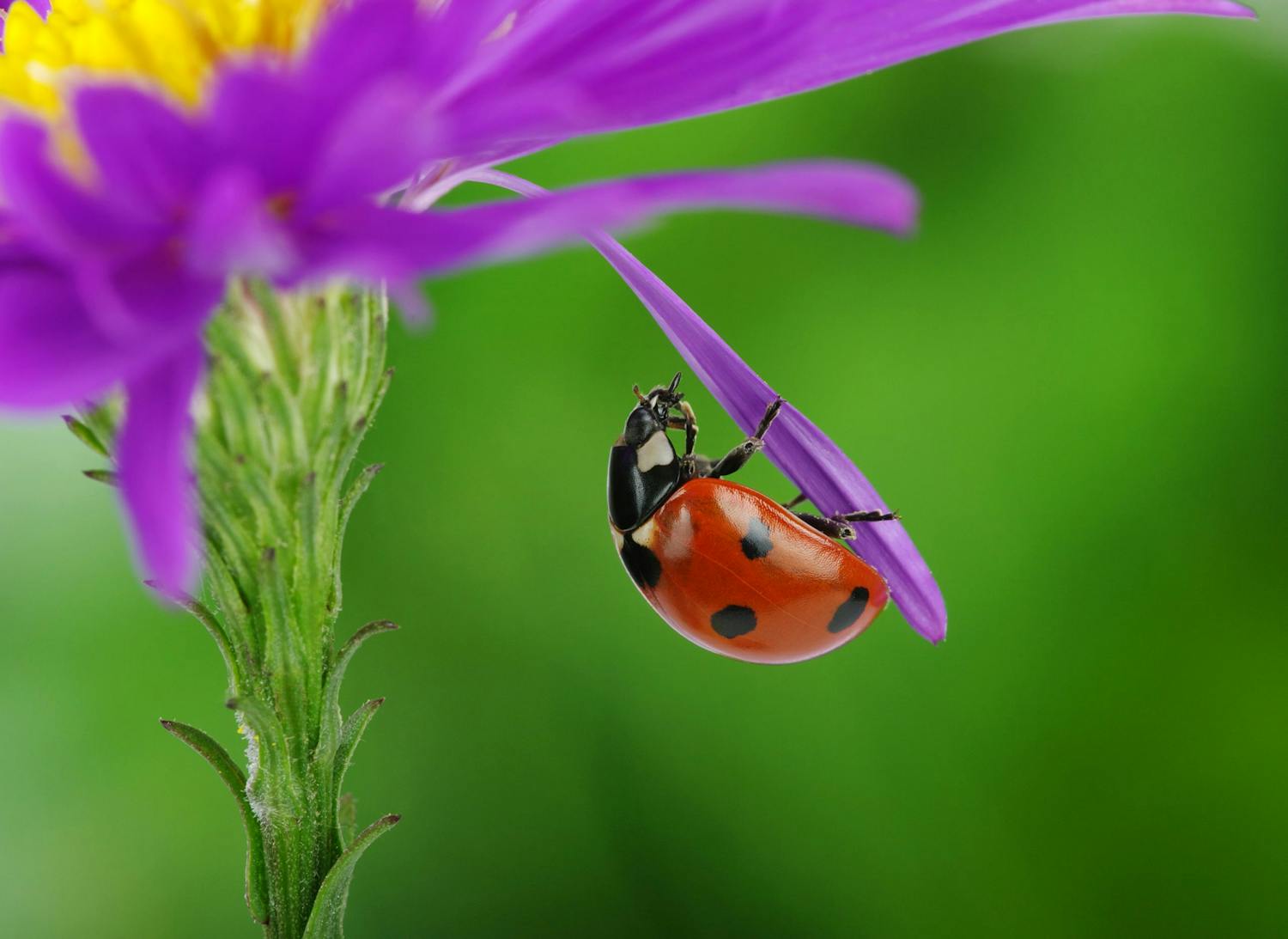 Leppäkerttu Leppäkerttu lehdellä